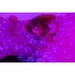 Experia Interactive LED Sensory Ball Pool-Sensory-Experia-ball_pool_pink-900x900-3200141-Therastock